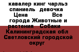  кавалер кинг чарльз спаниель -девочка › Цена ­ 45 000 - Все города Животные и растения » Собаки   . Калининградская обл.,Светловский городской округ 